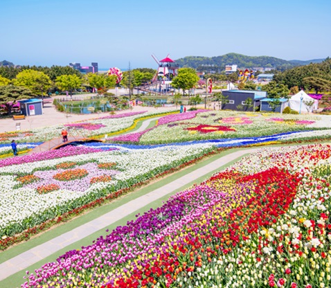 泰安鬱金香節一日遊