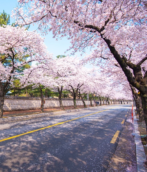 慶州櫻花一日遊