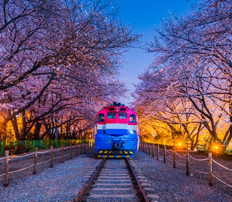 鎮海軍港節日與夜櫻遊