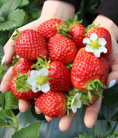 鮮採草莓一日遊