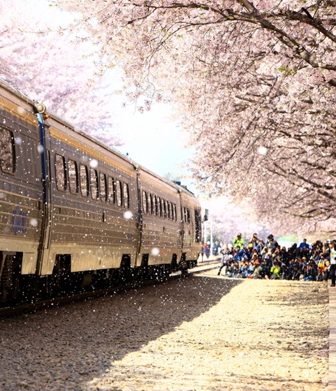 鎮海軍港節一日遊