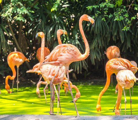 賽佛瑞動物園一日遊