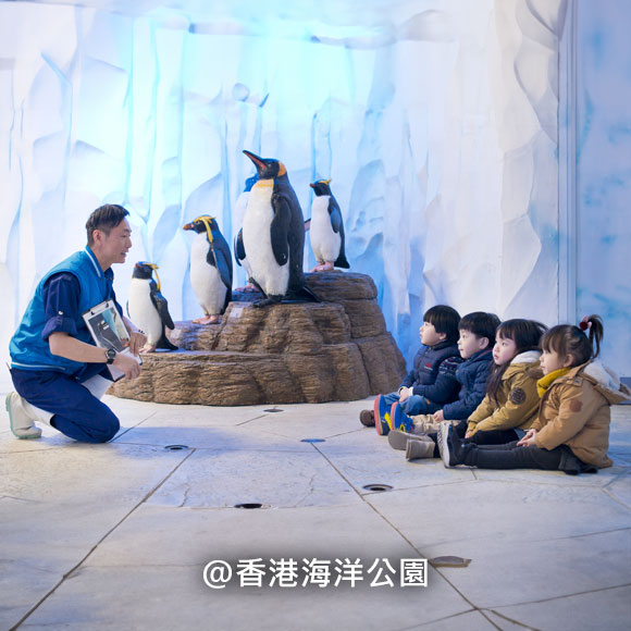 香港海洋公園 企鵝