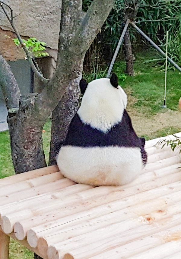 愛寶樂園熊貓