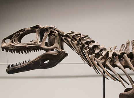 7日券+福井樂享周遊券 7日券+福井樂享周遊券