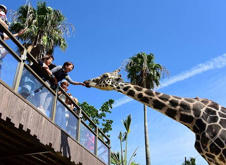 廣域5日券+Adventure World 1日券&1000日圓餐券 廣域5日券+Adventure World 1日券&1000日圓餐券