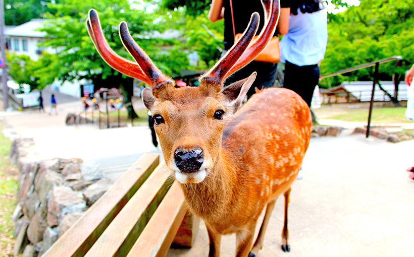 奈良公園