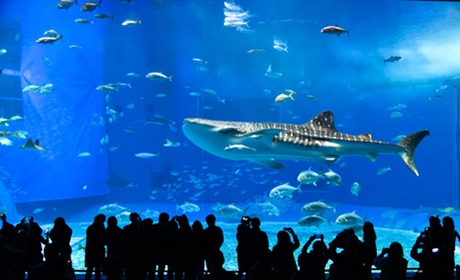 沖繩美麗海水族館