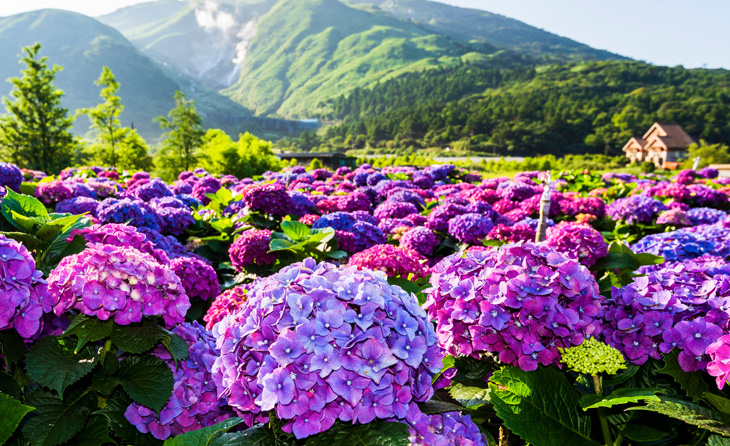 陽明山 繡球花