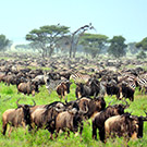馬賽馬拉保護區Masai Mara National Reserve