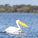 奈瓦夏湖 Lake Naivasha