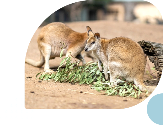 Featherdale Wildlife Park