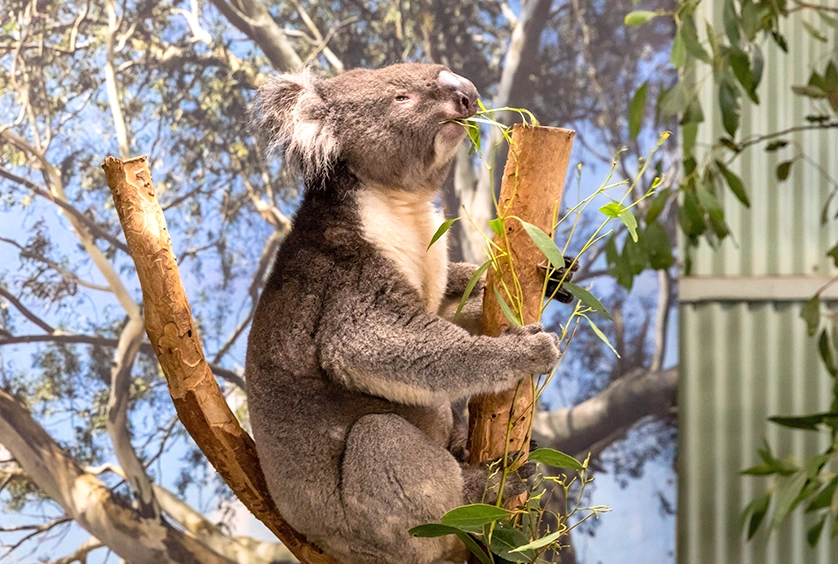 費瑟戴爾野生動物園