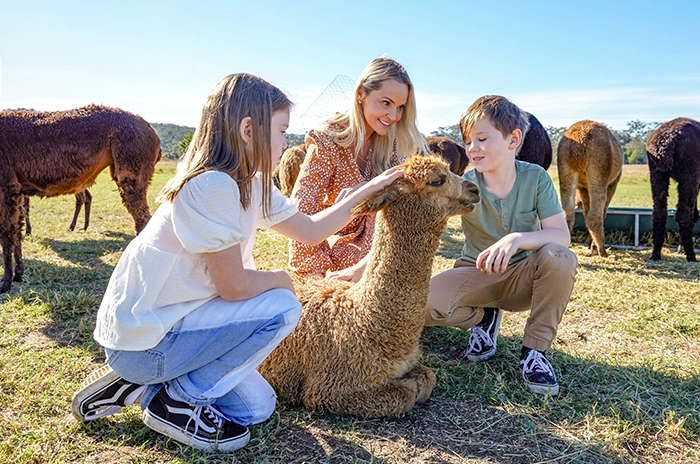 愛麗絲羊駝農場