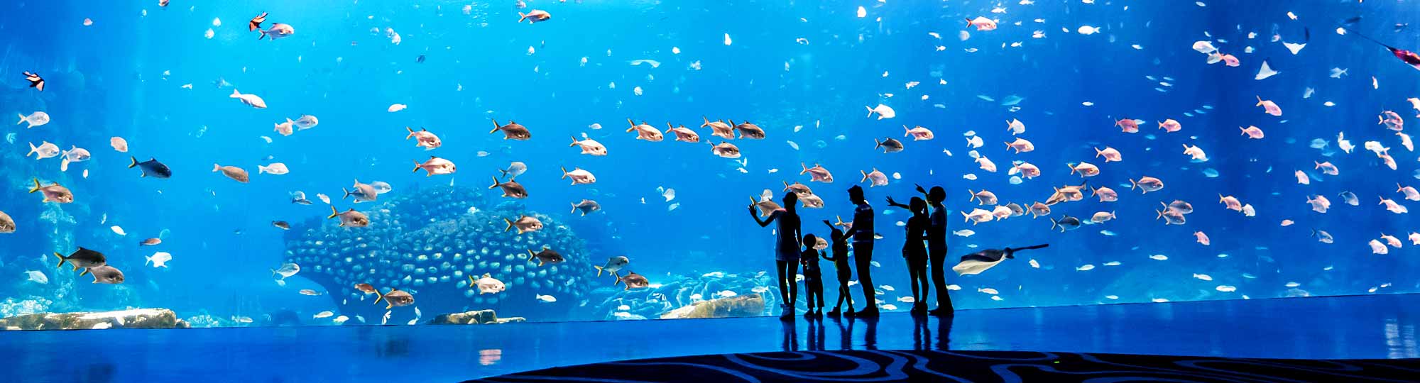 擁有五項世界之最的海洋魚類展館