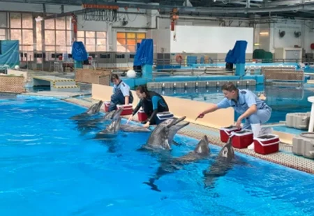 香港海洋公園 海豚餵飼示範