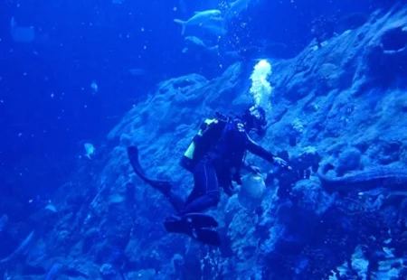 香港海洋公園 魚類餵飼示範