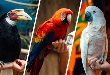 香港海洋公園 動物趣談 金剛鸚鵡與貓頭鷹
