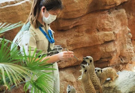 香港海洋公園 狐獴餵飼示範