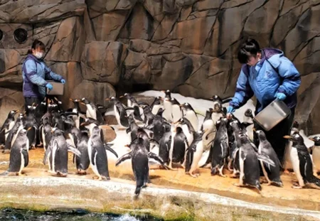 香港海洋公園 保育活動