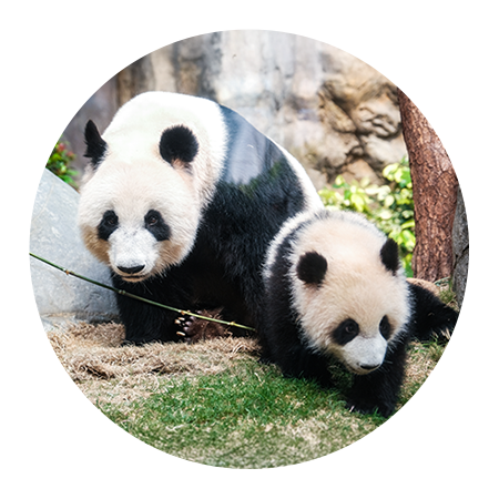 香港海洋公園大熊貓家族