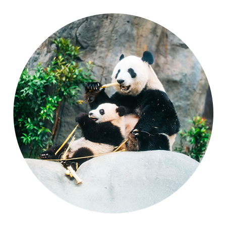 香港海洋公園大熊貓寶寶