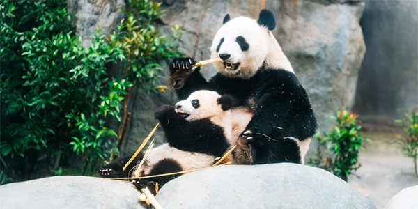 香港海洋公園◆即訂即購》香港自選酒店3天2夜自由行