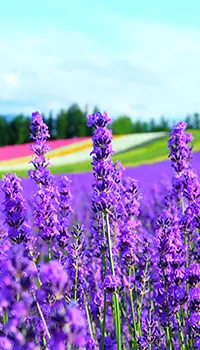 北海道富良野薰衣草