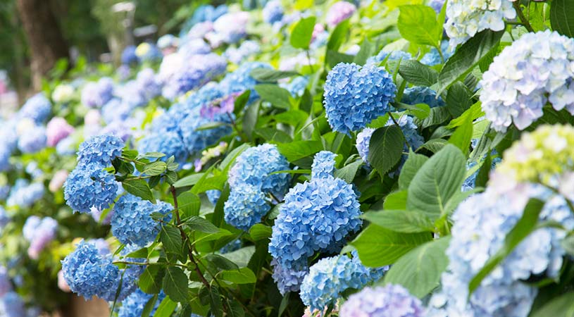 紫陽花 紫陽花