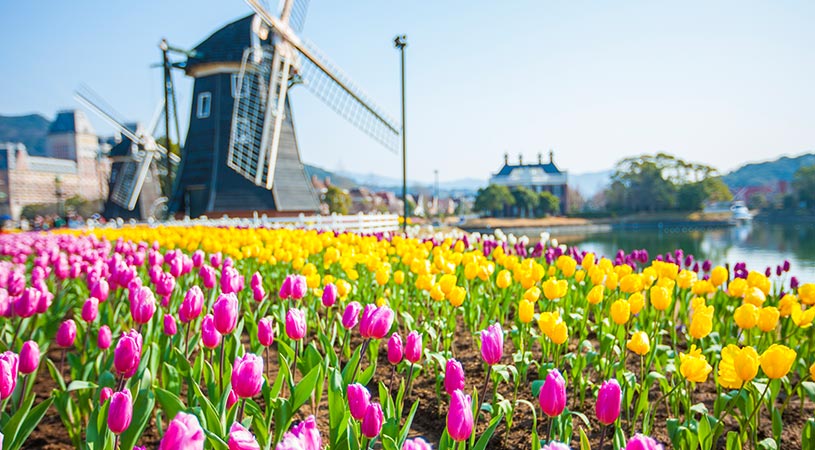 豪斯登堡鬱金香花季 豪斯登堡鬱金香花季