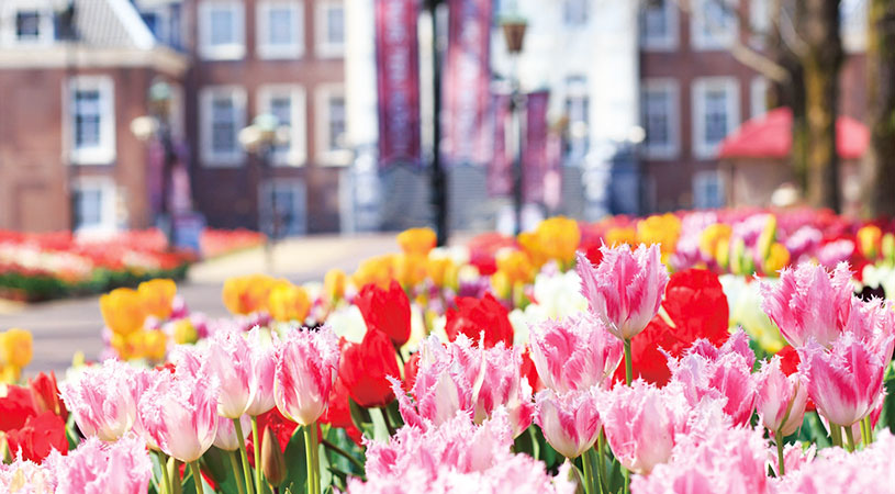 豪斯登堡鬱金香花 豪斯登堡鬱金香花