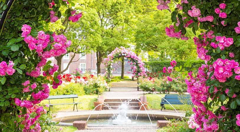 豪斯登堡玫瑰花 豪斯登堡玫瑰花