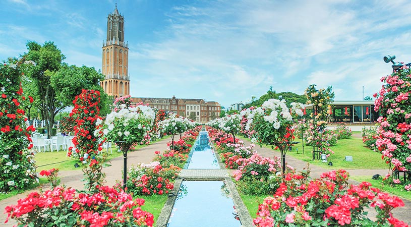 玫瑰花季 玫瑰花季