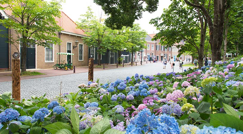 豪斯登堡紫陽花季 豪斯登堡紫陽花季