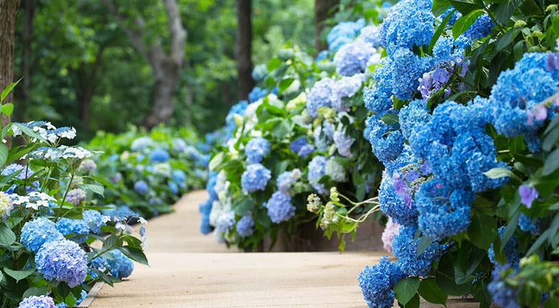 豪斯登堡紫陽花 豪斯登堡紫陽花