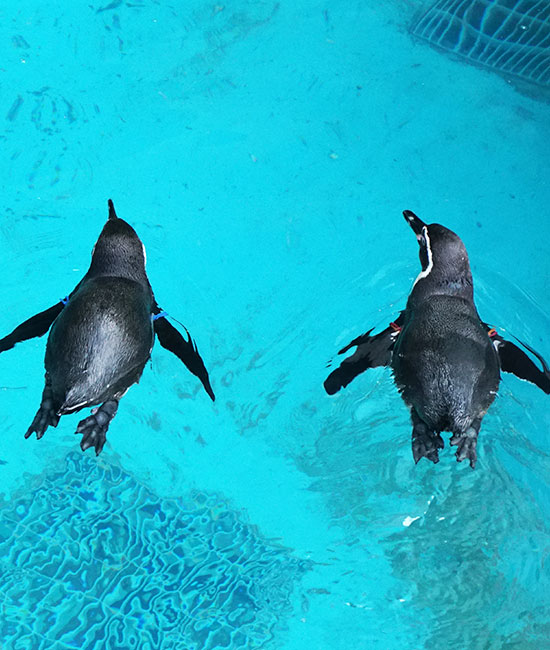 長崎企鵝水族館