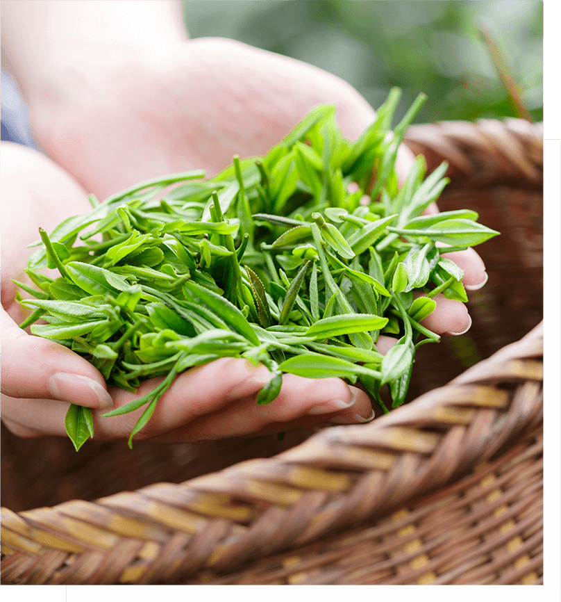 嬉野茶交流館茶葉