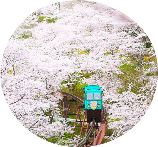 船岡城址公園賞櫻