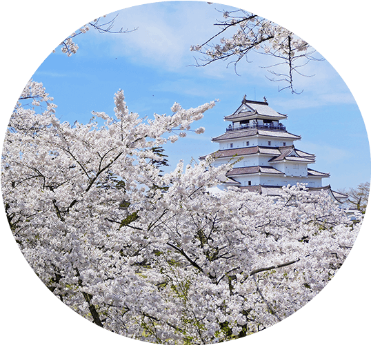 會津若松城櫻花