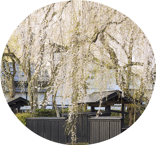 角館武家屋敷春櫻