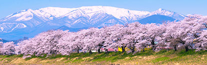 白石川堤一目千本櫻