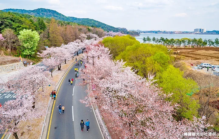 櫻花馬拉松沿途美景