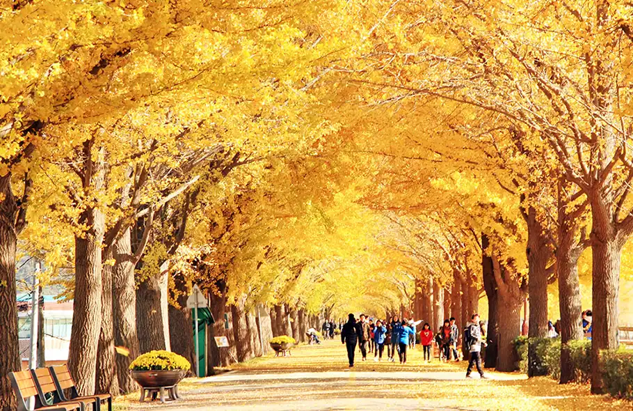牙山曲橋川銀杏路