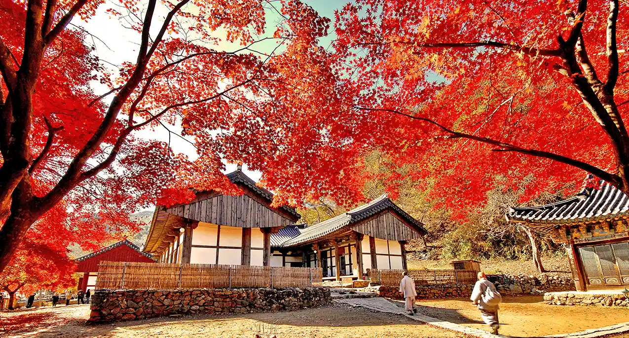 麻古寺-賞楓