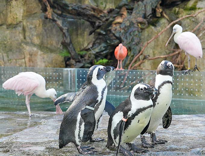 海棠鳥園-企鵝餵食秀