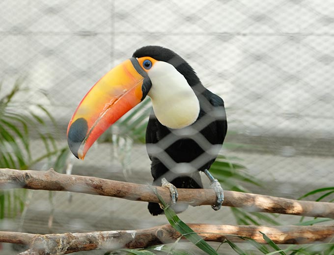 海棠鳥園-室內大嘴鳥