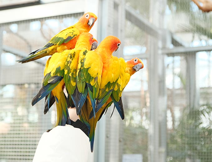 海棠鳥園-室內鸚鵡