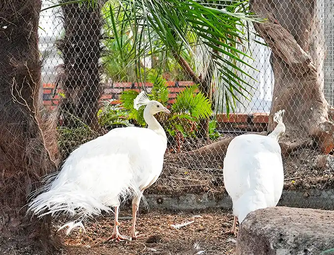 海棠鳥園-室內鳥園