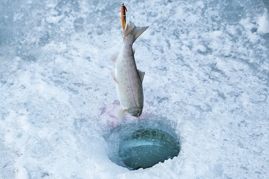 鱒魚