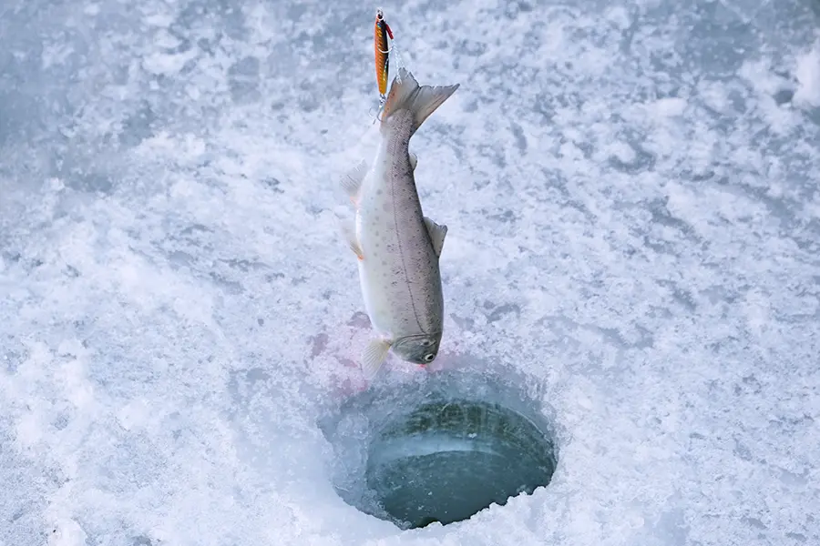 冰釣山鱒魚